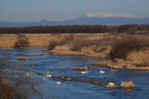 釧路湿原の白鳥たち